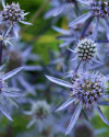 Makrofotografie_im_Botanischen_Garten